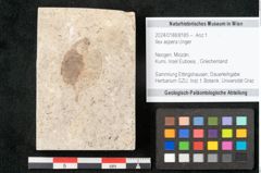 Foto (Objekt + Etikett) von Ilex aspera Unger (NHMW-GEO-2024-0188-8185)